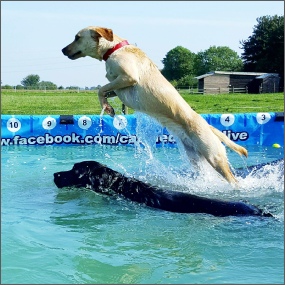 Two dogs dock diving.