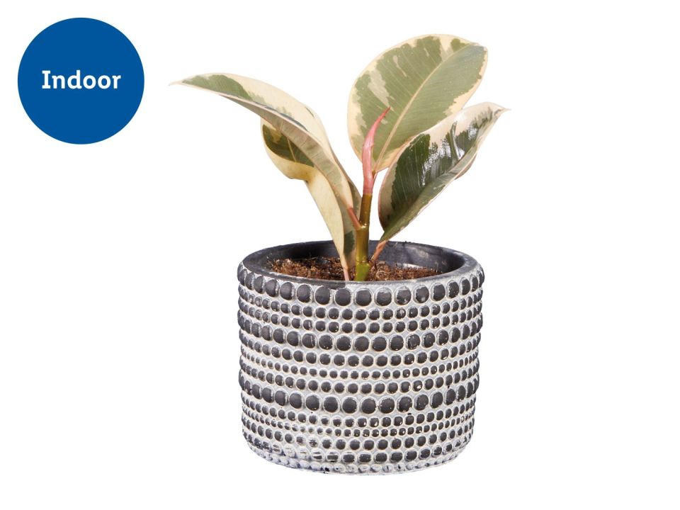 Indoor plant in patterned pot.