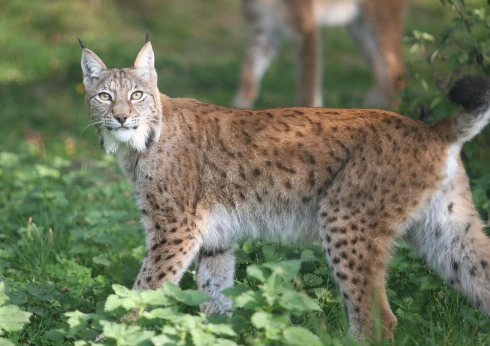 Two lynx have been spotted in the Scottish Highlands