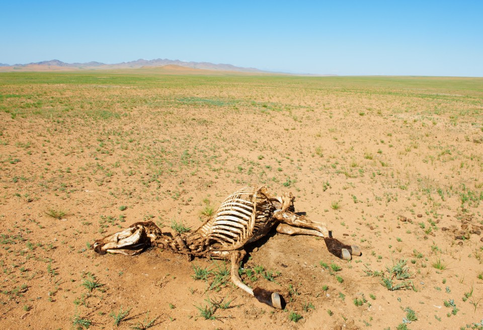 Dead livestock carcass in arid landscape.