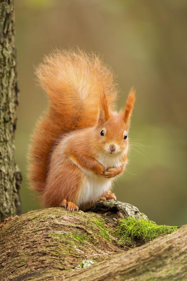 Red squirrel on a mossy oak tree.