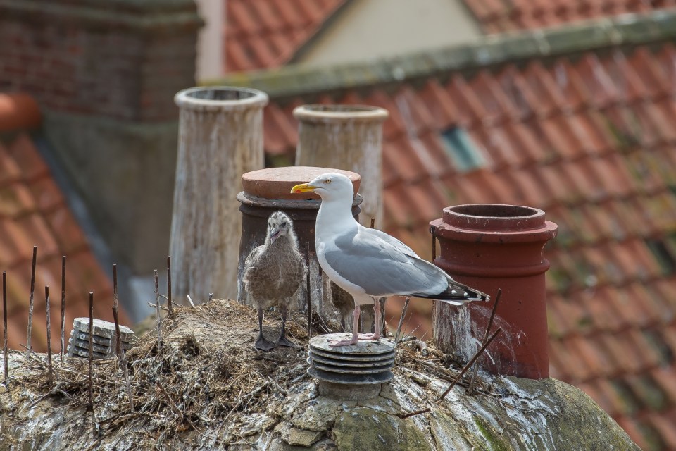 Whitby will start to use seagull-proof rubbish bags as part of the scheme