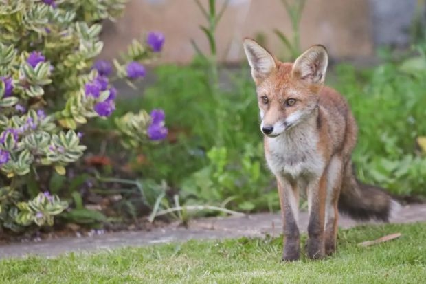 Red fox standing in a garden.