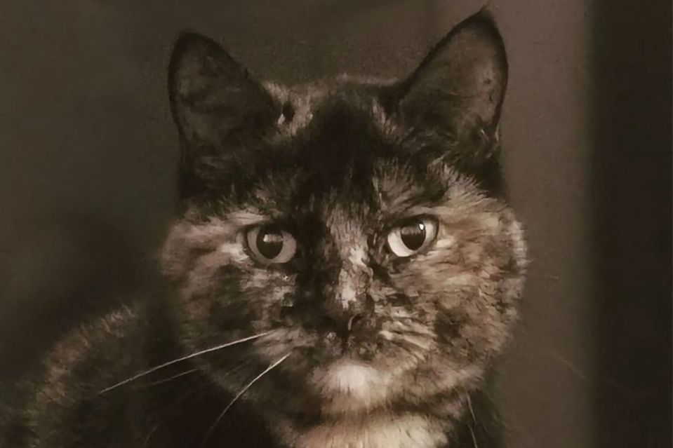 Close-up of a tortoiseshell cat.