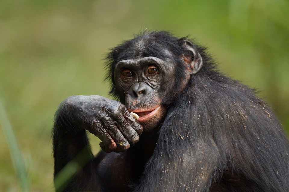 Bonobo eating.