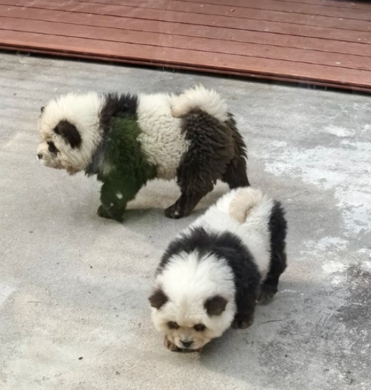 Two Chow Chow puppies dyed to resemble pandas.