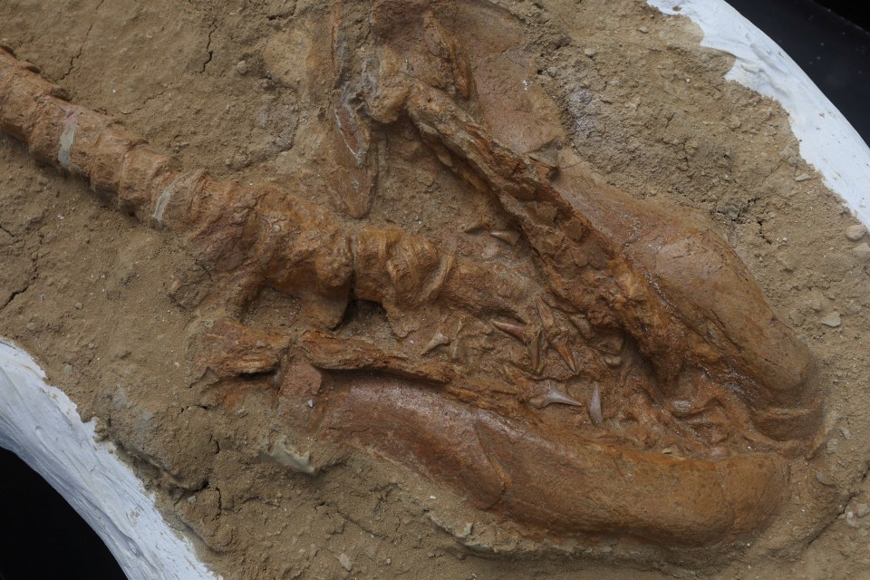 Fossil of a 9-million-year-old great white shark relative.