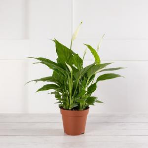 Sainsbury's Peace Lily in a brown pot.