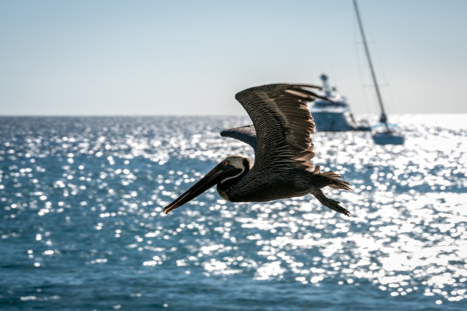 Pelican in flight over ocean.