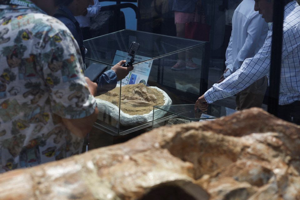 People examining a 9-million-year-old great white shark relative fossil.