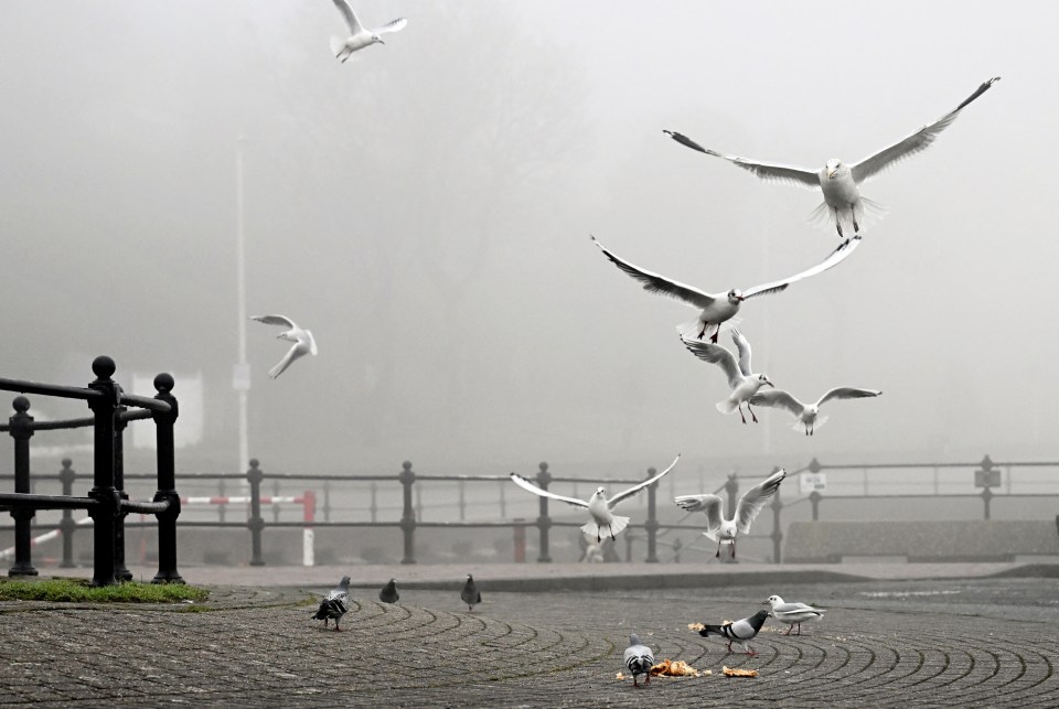 Several seagulls flying in foggy conditions near pigeons eating bread crumbs.