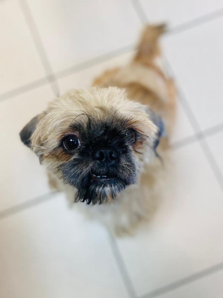 Rescued Gremlin dog looking up.