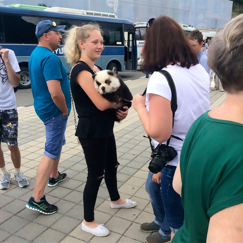 A girl holding a Chow Chow puppy dyed to resemble a panda cub.