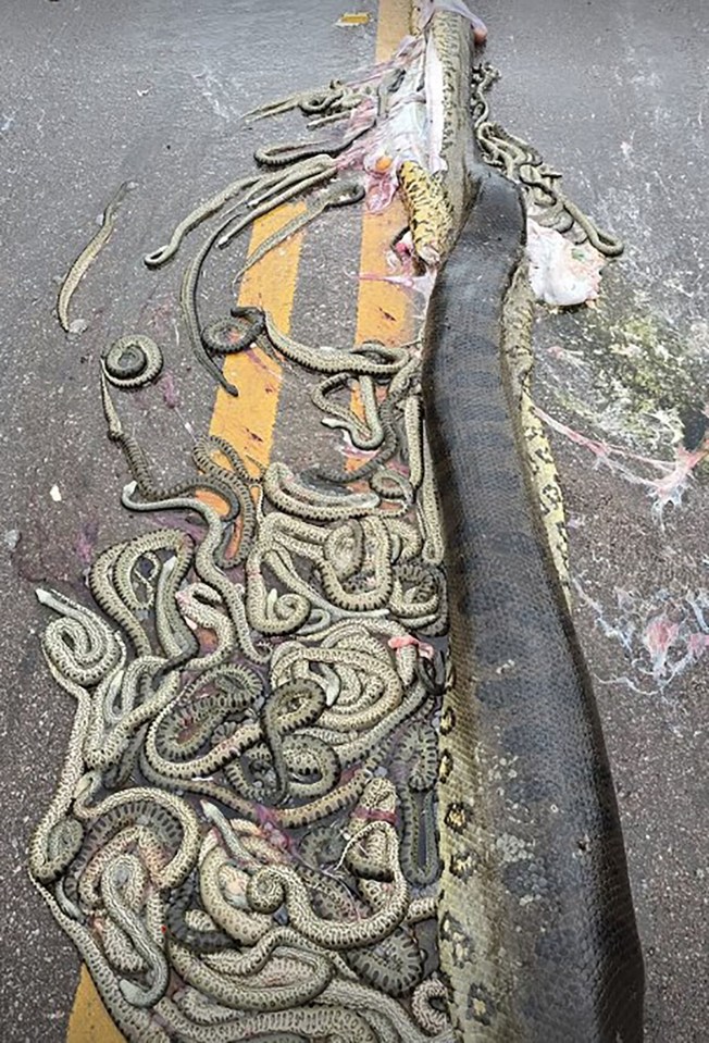 About 40 dead unborn snakes erupted from the mother's belly when she was run over