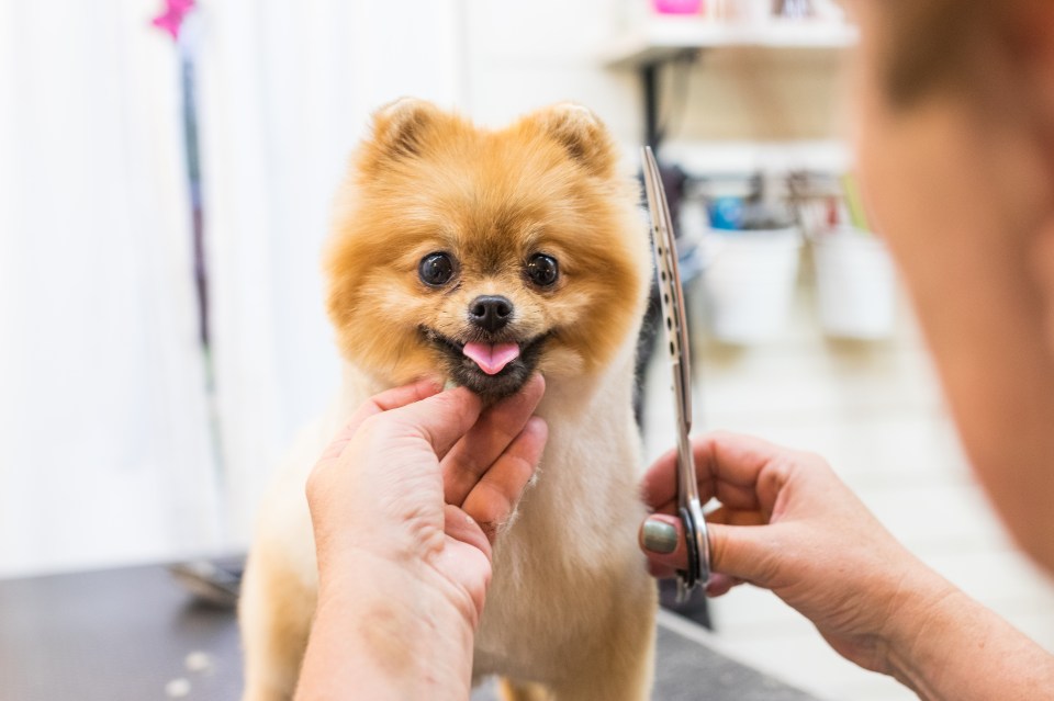 A Pomeranian getting its fur trimmed by a groomer.