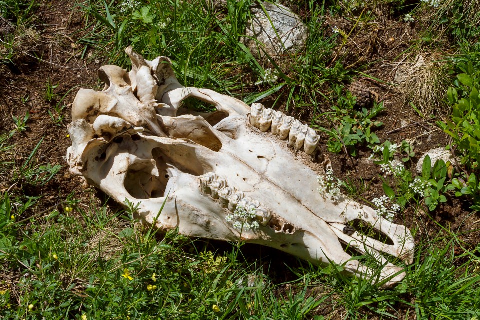 Mammal skull in grass.