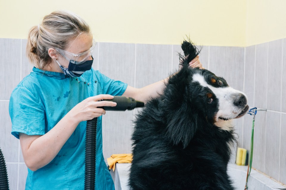 A woman wearing a face mask and safety glasses blow-dries a Bernese Mountain Dog.