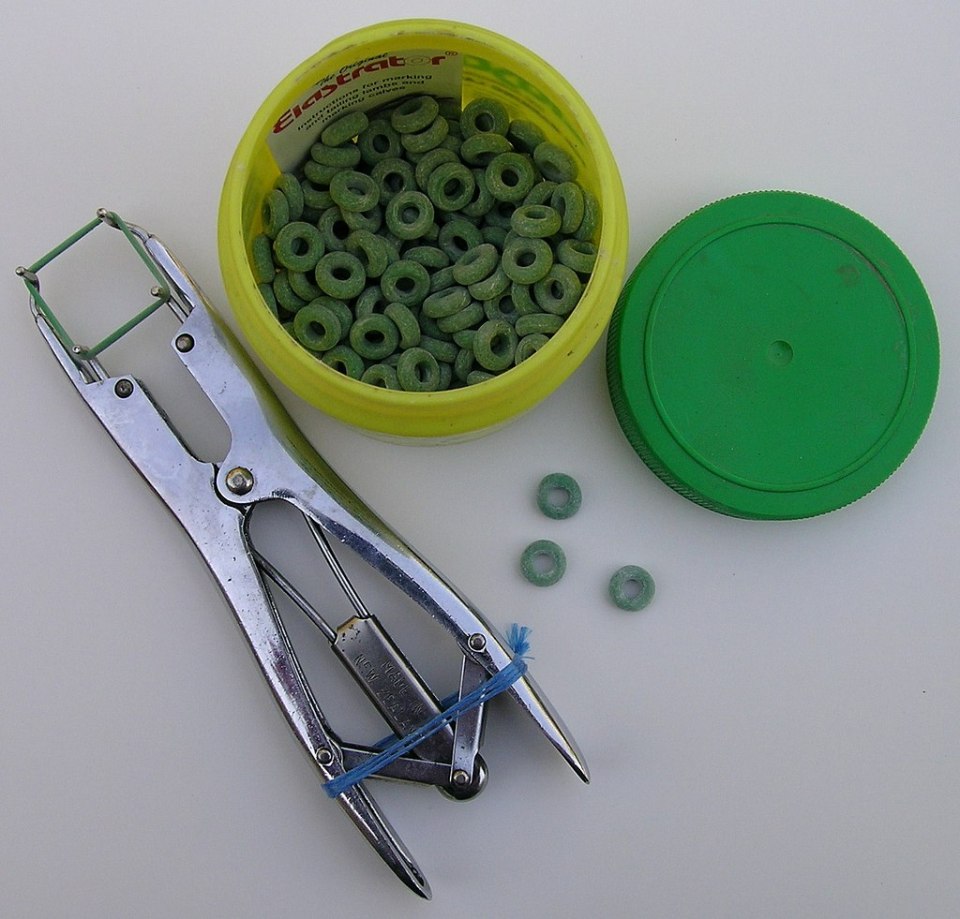 Rubber elastrator rings and pliers.