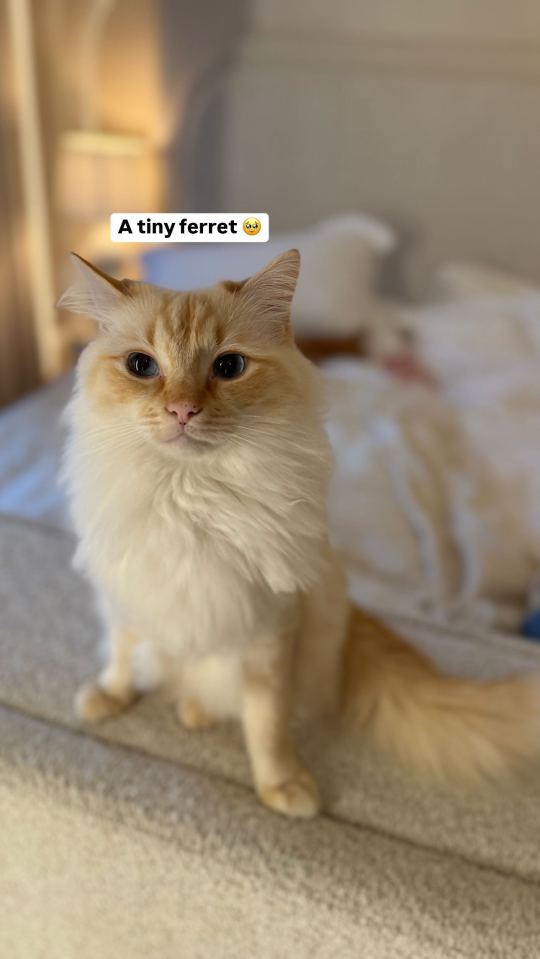 A fluffy, light orange cat.