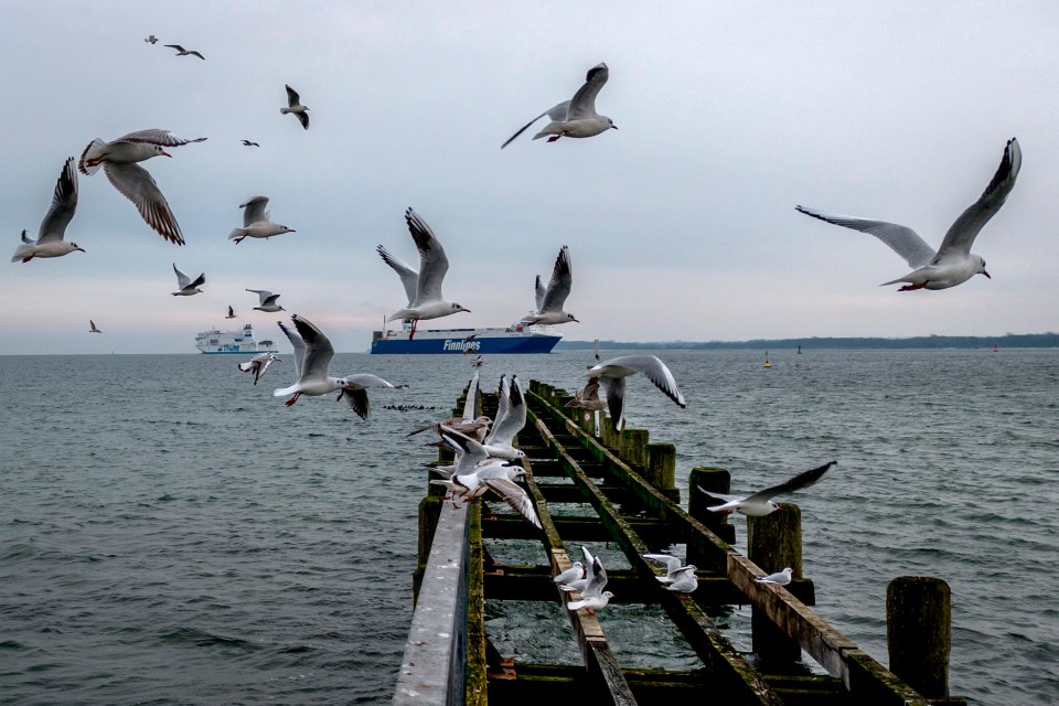 North Yorkshire Council has launched the scheme to help defend against seagull attacks