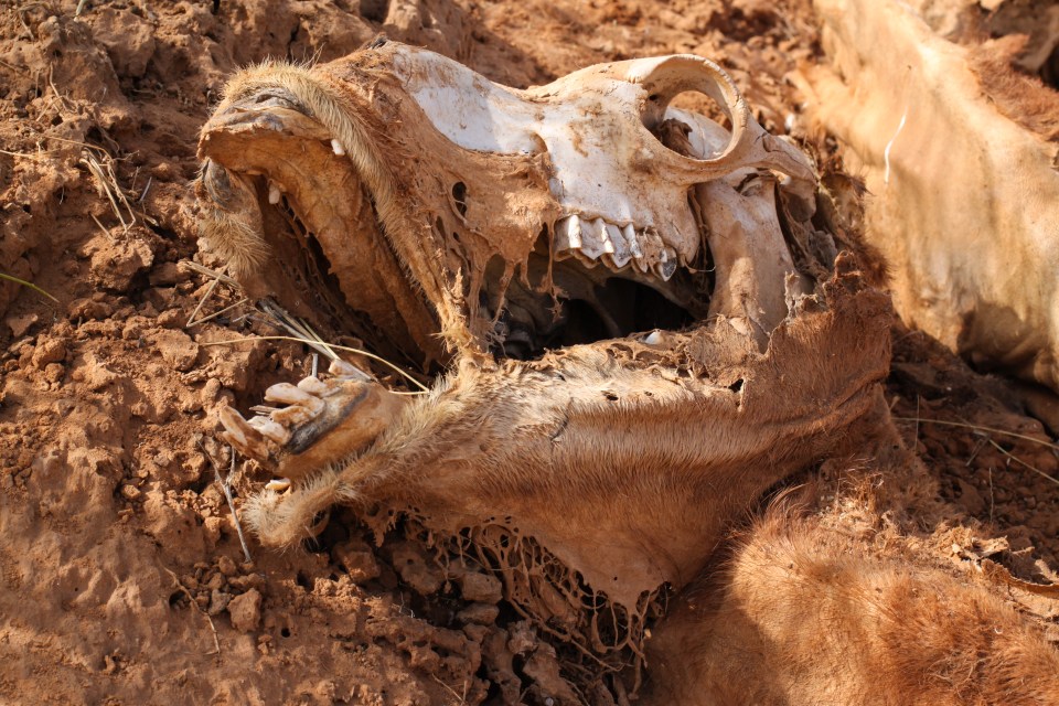 Animal skull and decaying remains in the desert.