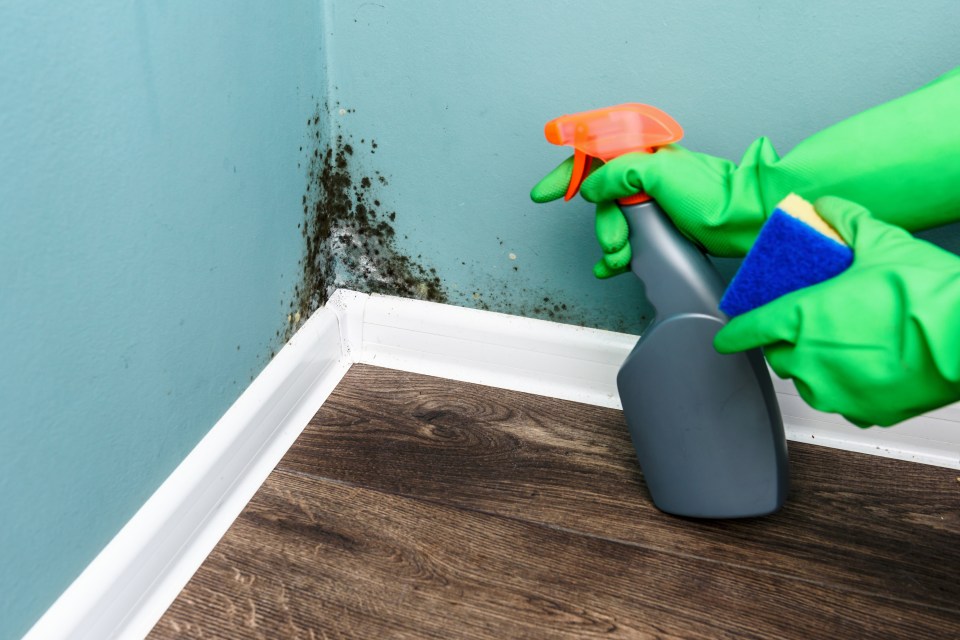 Gloved hands cleaning mold from a wall with spray bottle and sponge.