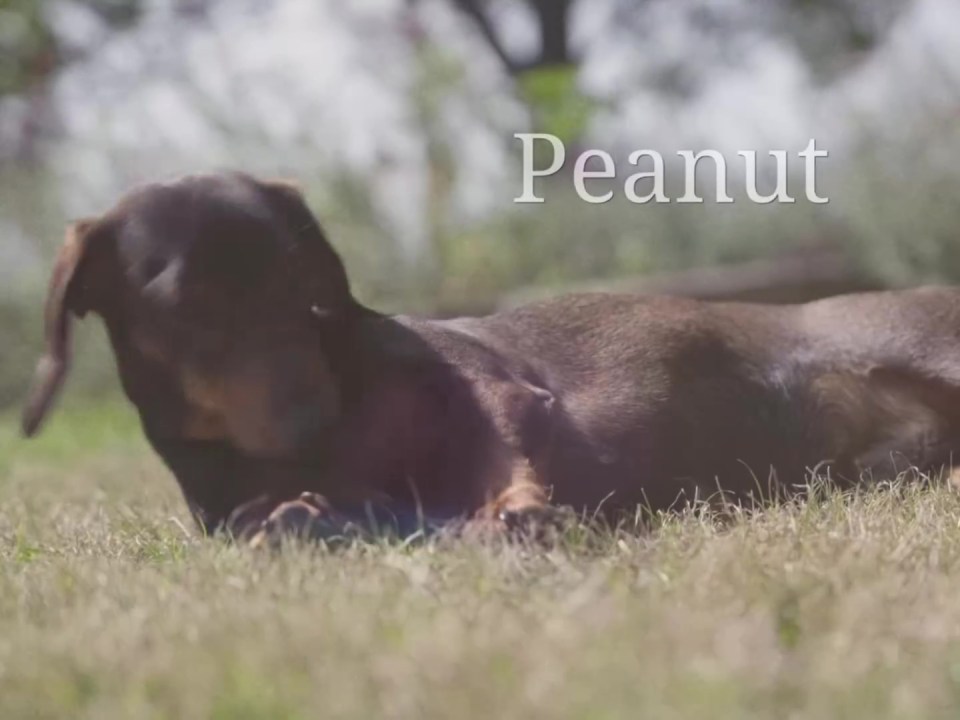 Fans will fall in love with the family dog Peanut