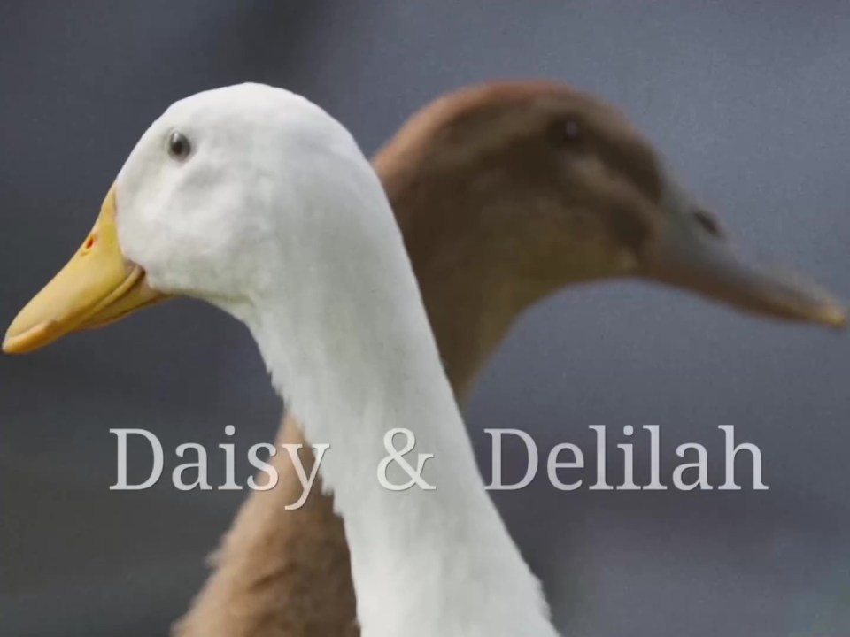 Pickle Cottage's ducks will also appear