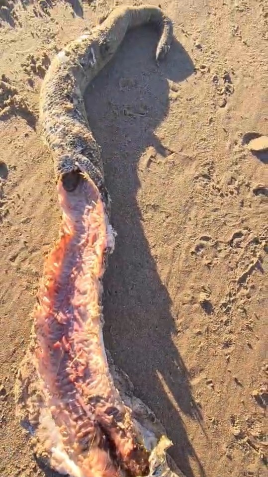 Mysterious remains of a large predator on a beach.