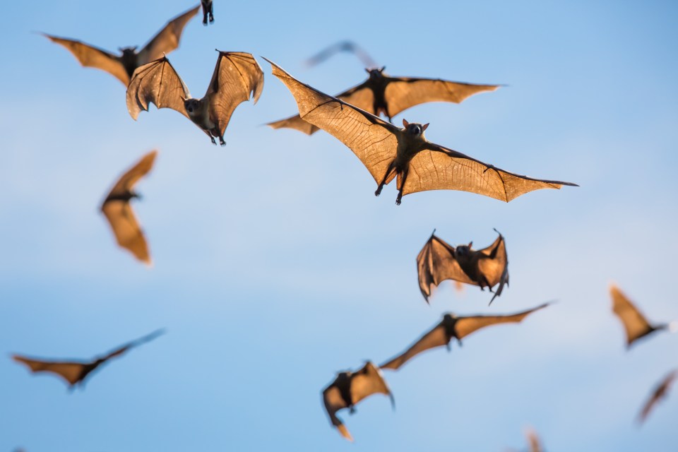 A flock of straw-colored bats in flight.