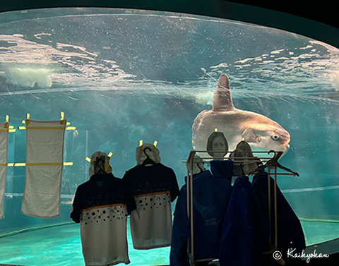 Sunfish in an aquarium tank with merchandise displayed in the foreground.