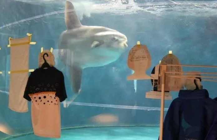 Ocean sunfish in an aquarium with merchandise displayed in front of the tank.