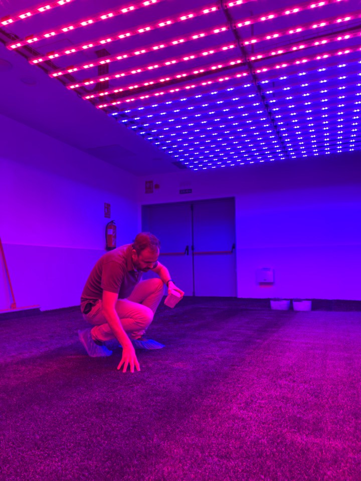 A scientist examines grass under LED lights in a laboratory.