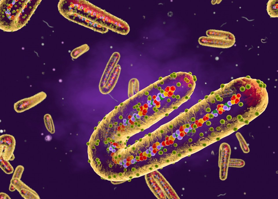 Illustration of Marburg virus.