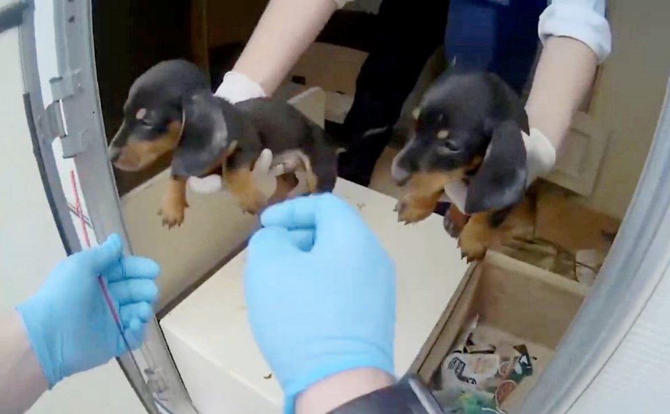 Two Dachshund puppies being rescued from a squalid caravan.