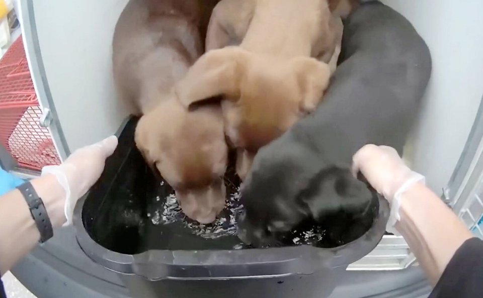 Rescued puppies drinking water from a container.