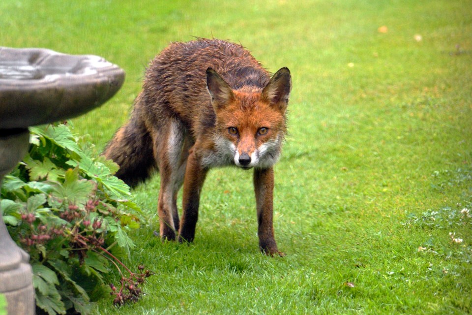 Wet red fox in a garden.