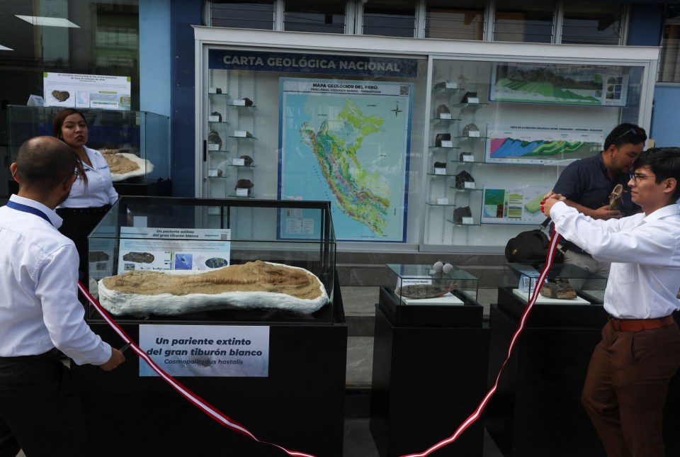 Workers cutting a ribbon at the unveiling of a 9-million-year-old great white shark relative fossil.