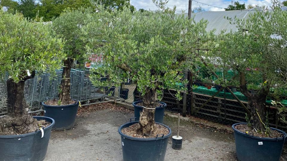 Several potted olive trees in a garden center.