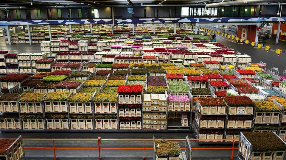 Large warehouse filled with crates of colorful flowers.