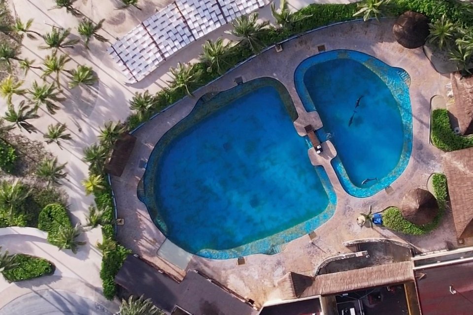 Aerial view of four dolphins in a small enclosure next to the ocean.