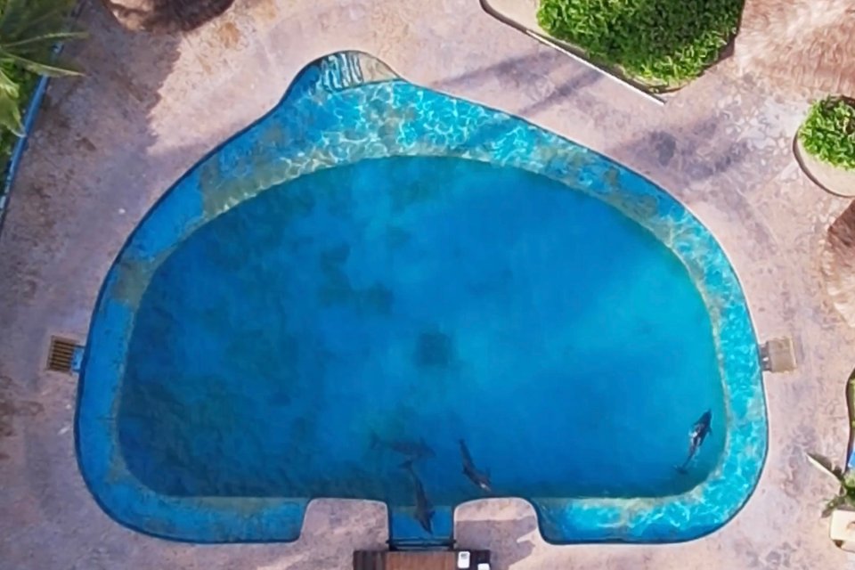 Aerial view of four dolphins in a small pool next to the ocean.