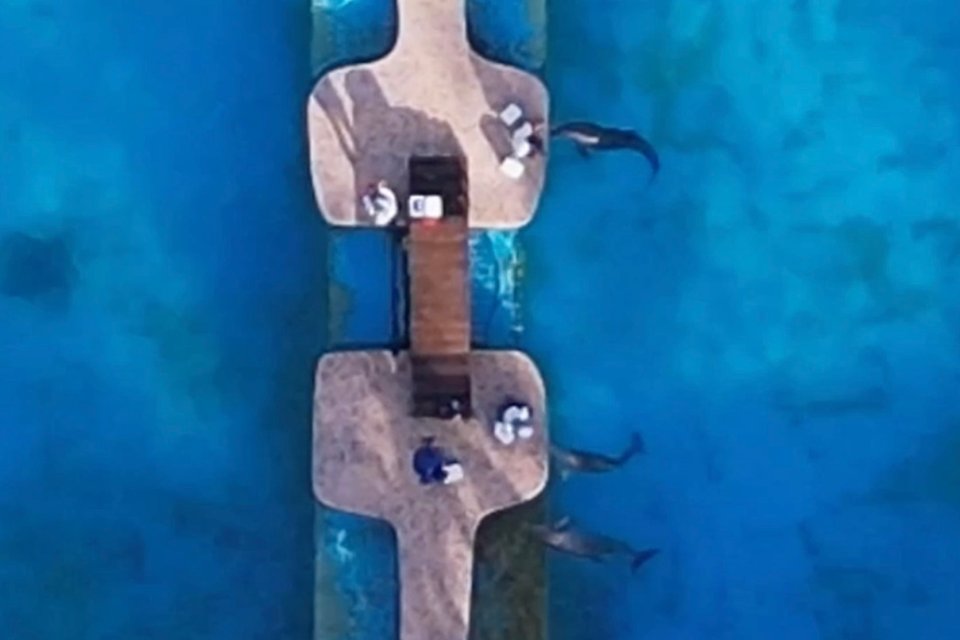 Aerial view of four dolphins in a small enclosure next to the ocean.