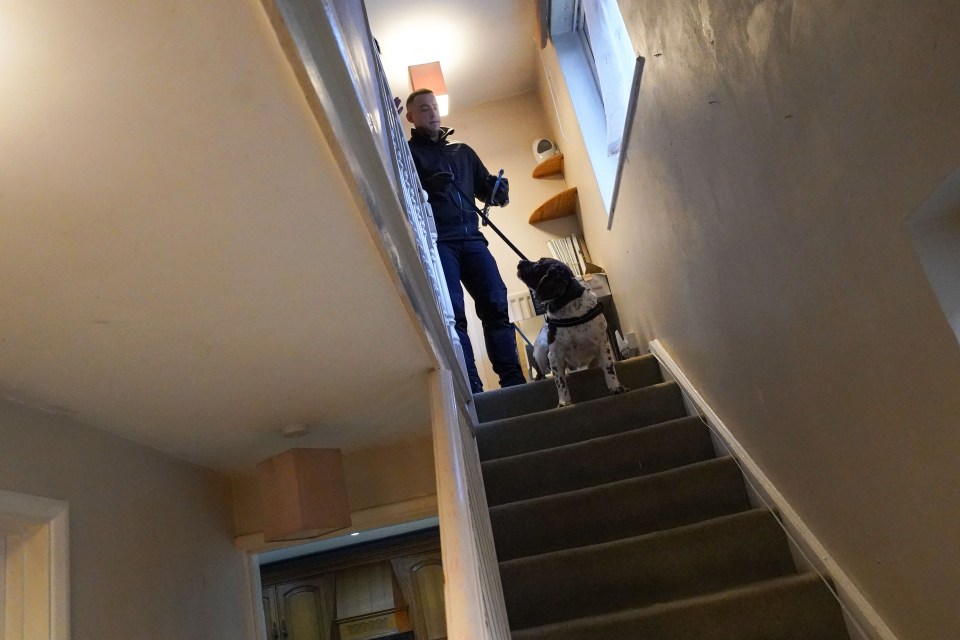 Police officer and dog ascending stairs during a house search.