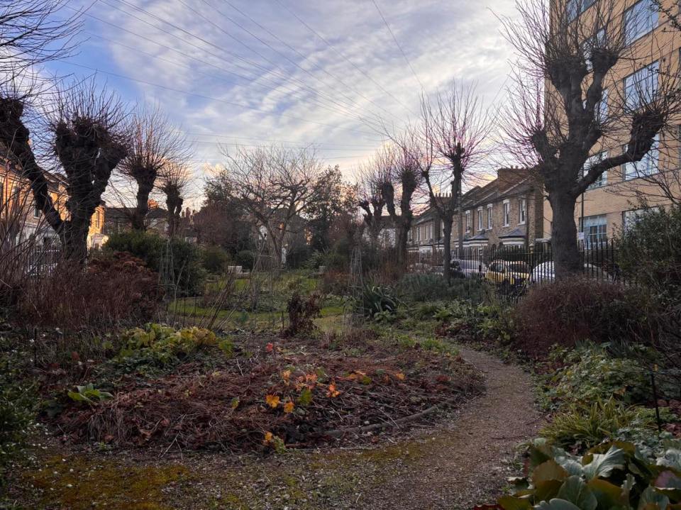 A garden path winds through an overgrown community garden, with houses and bare trees in the background.