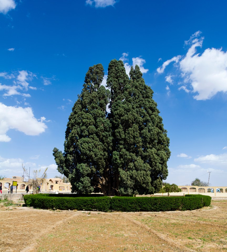 The Cypress of Abarkuh in Yazd Province, Iran.