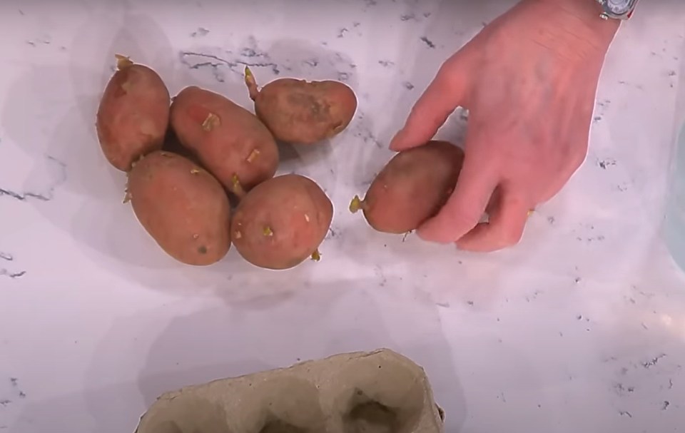 Screenshot of sprouting potatoes being prepared for planting.