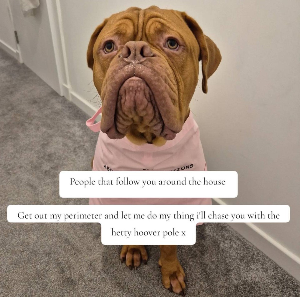 Dog in pink shirt with text overlay: "People that follow you around the house. Get out my perimeter and let me do my thing, I'll chase you with the hetty hoover pole x"