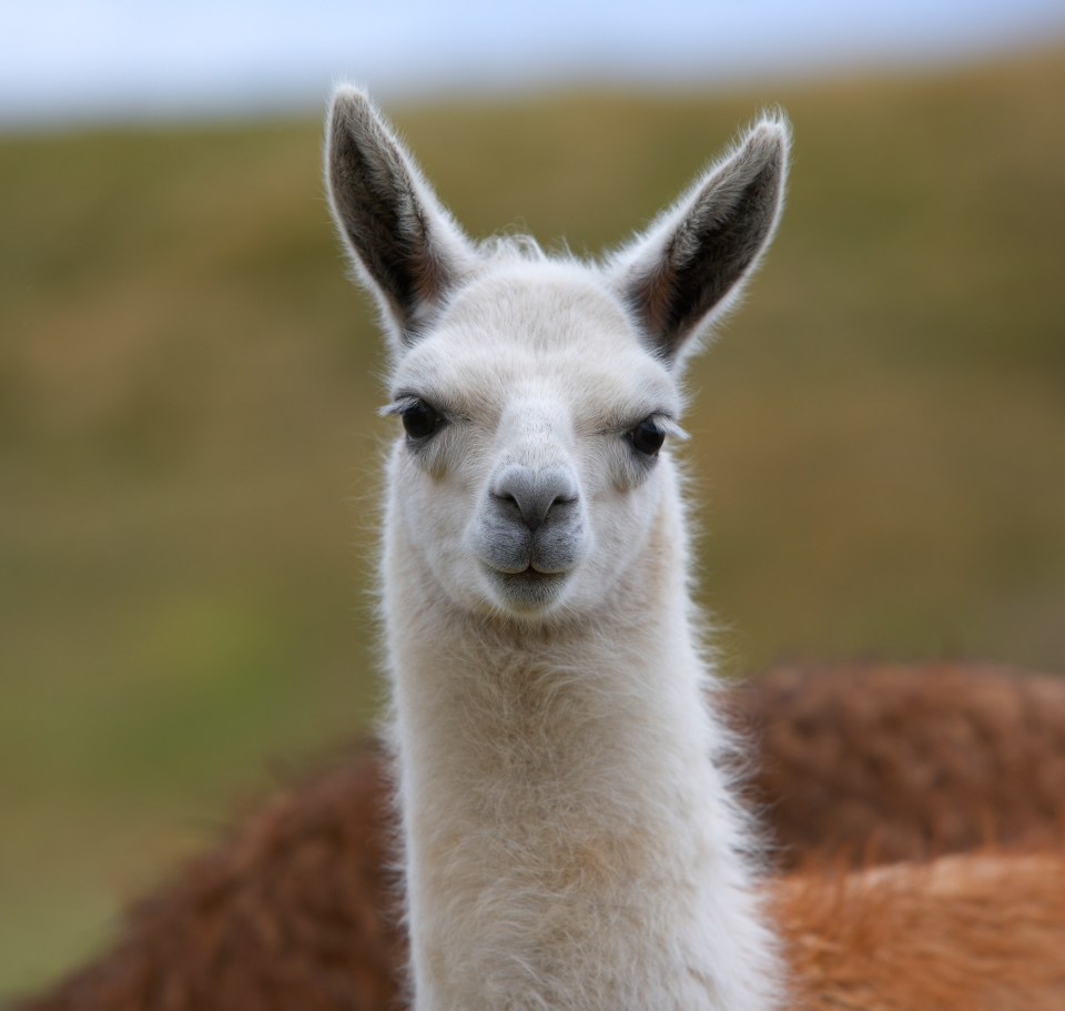 Close-up of a white llama.