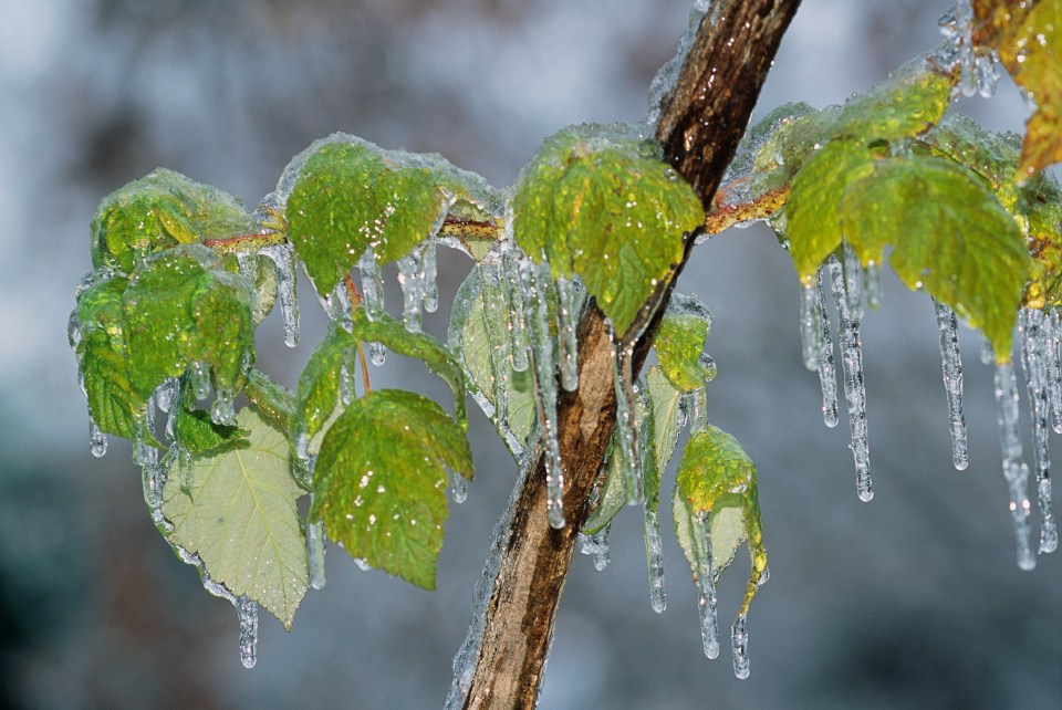 Frozen raspberry plant leaves with ice.